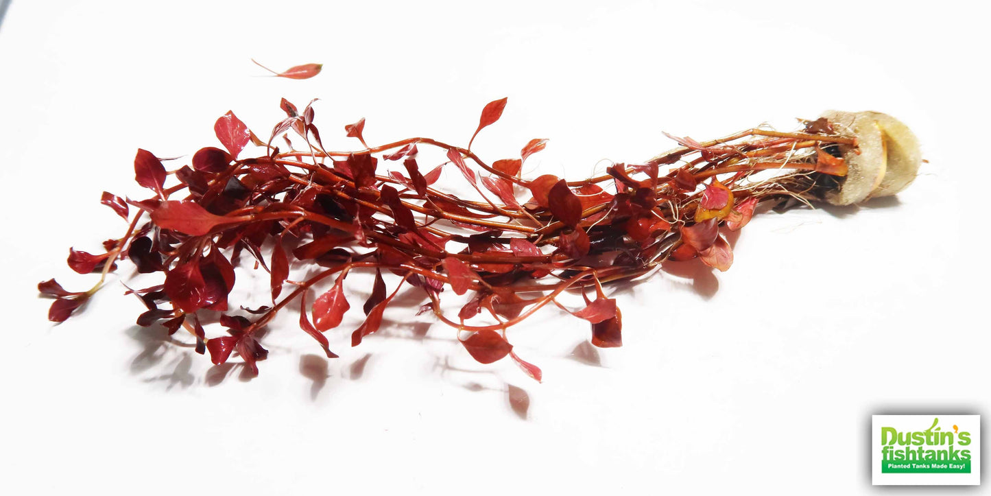 Ludwigia "Triple Red" Easy RED!
