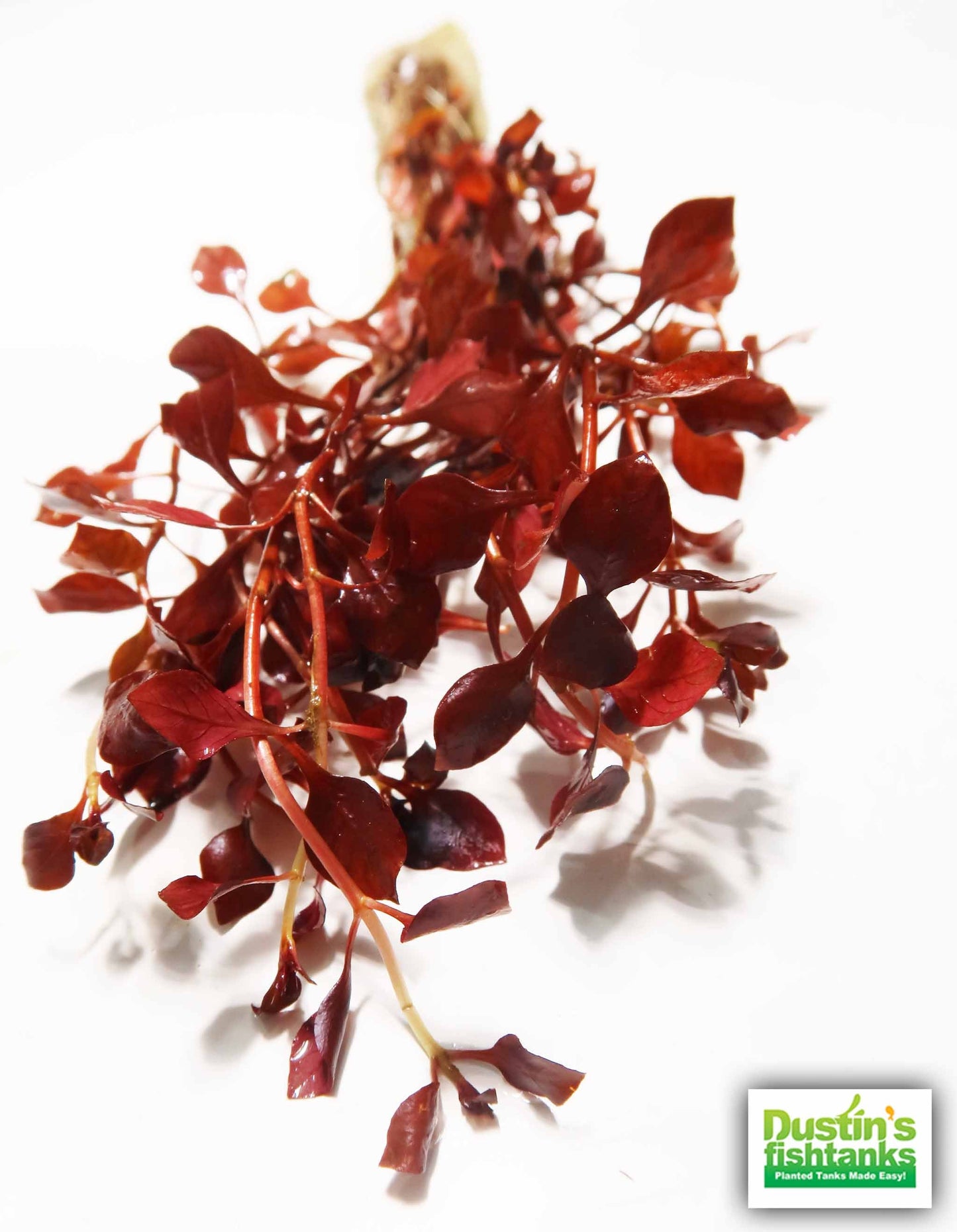 Ludwigia "Triple Red" Easy RED!