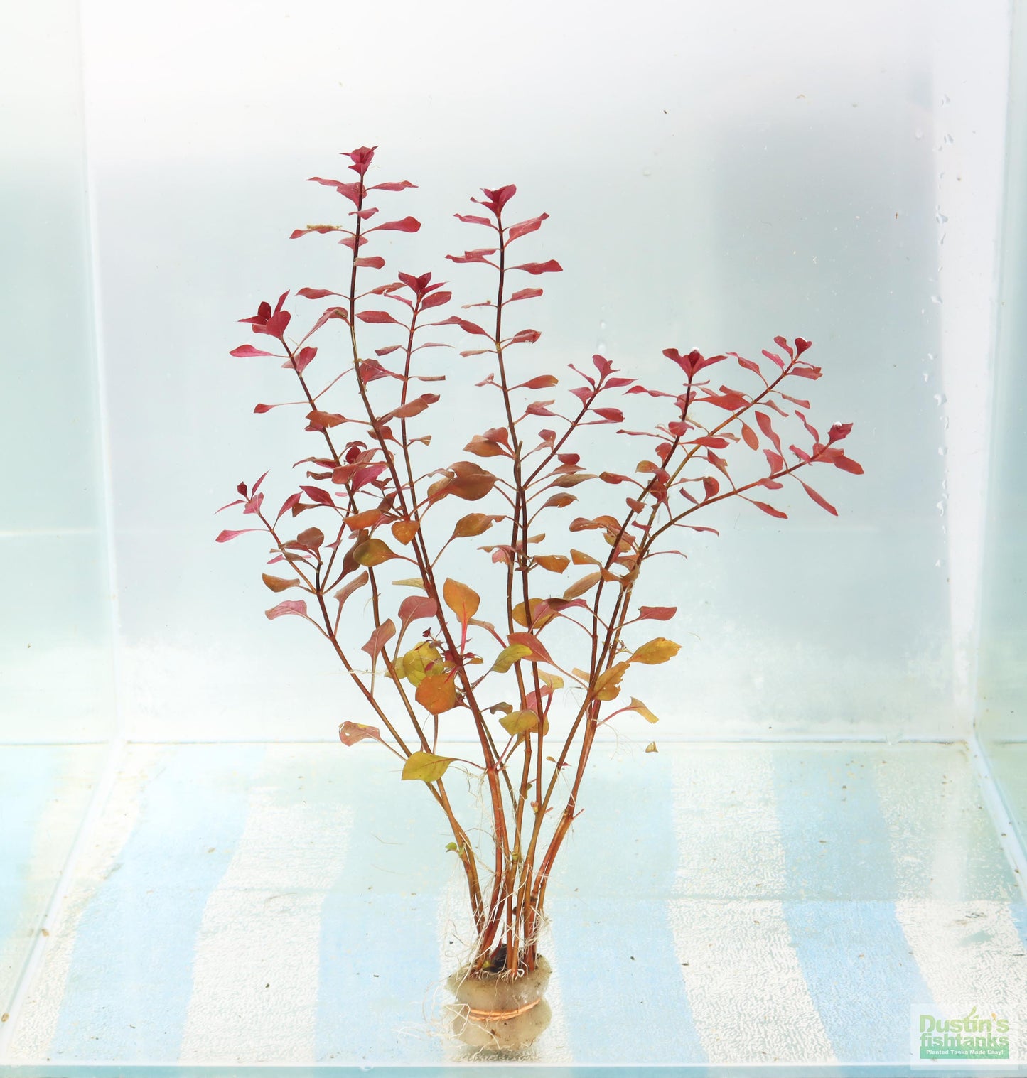Ludwigia "Triple Red" Easy RED!