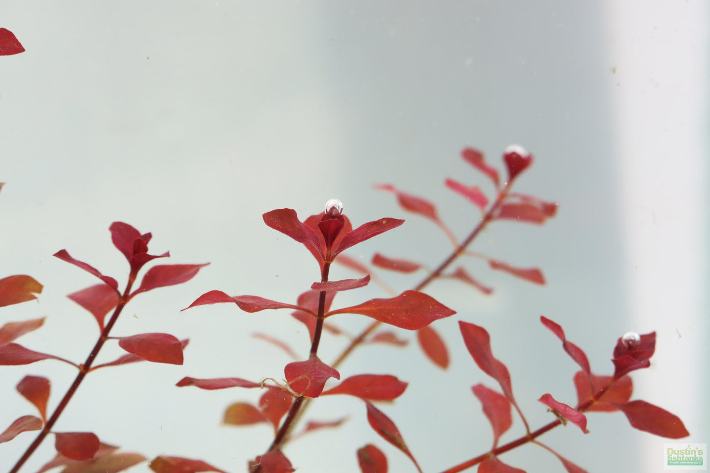 Ludwigia "Triple Red" Easy RED!