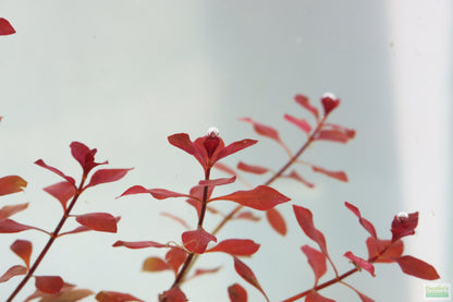 Ludwigia "Triple Red" Easy RED!