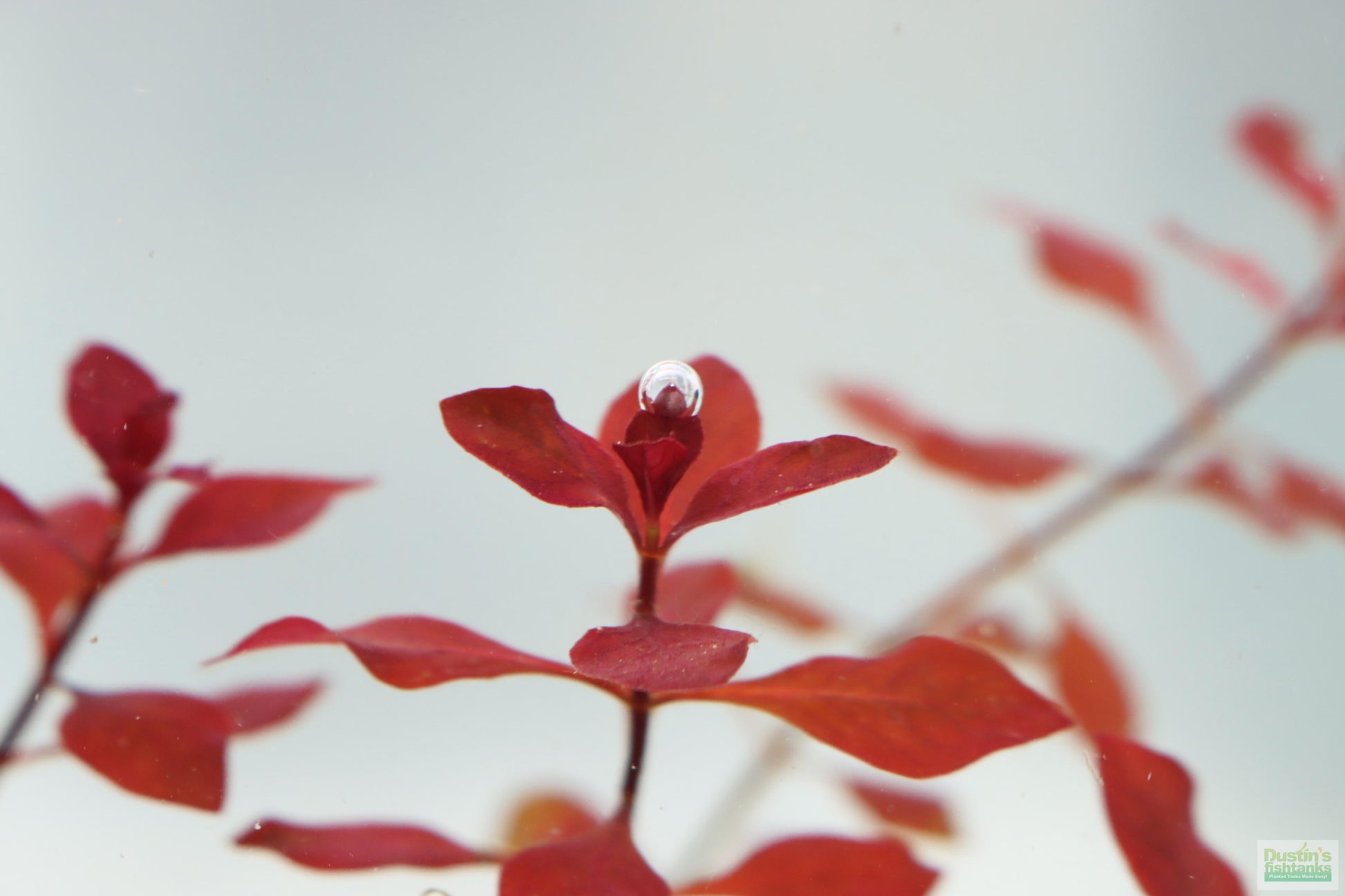 Ludwigia "Triple Red" Easy RED!