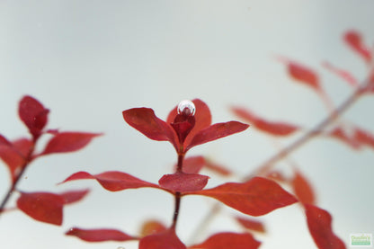 Ludwigia "Triple Red" Easy RED!