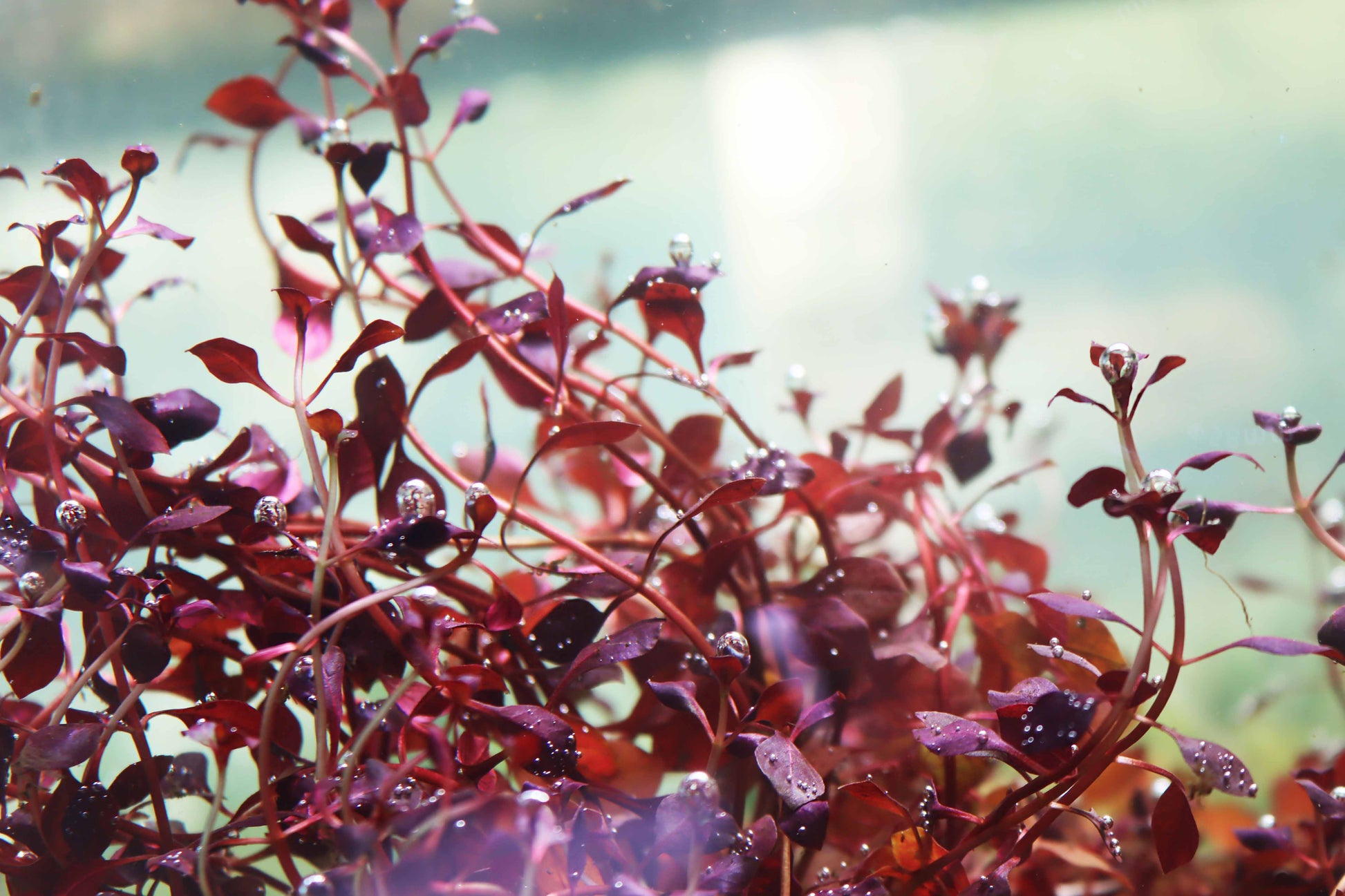 Ludwigia "Triple Red" Easy RED!