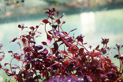 Ludwigia "Triple Red" Easy RED!