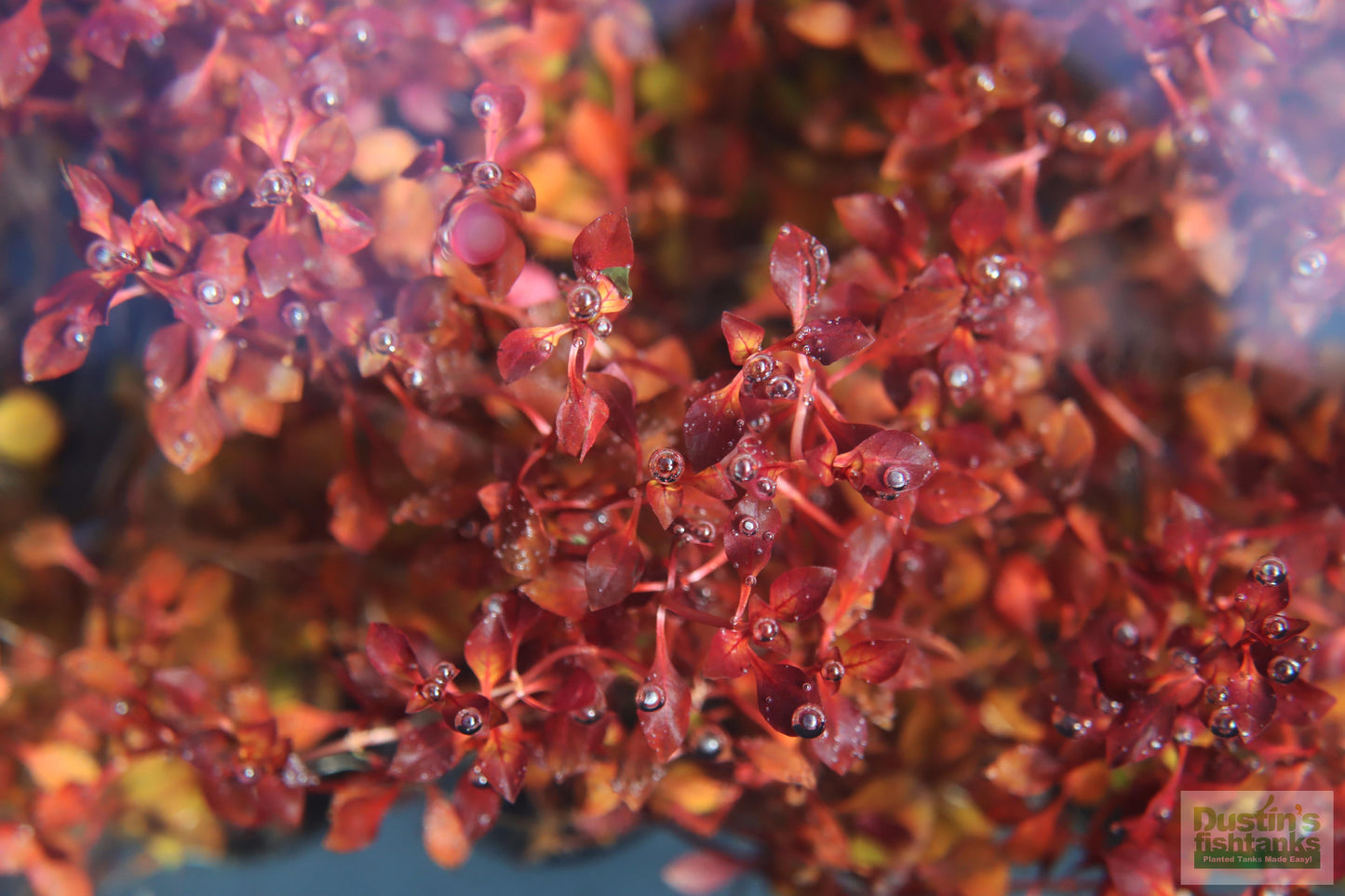 Ludwigia "Triple Red" Easy RED!
