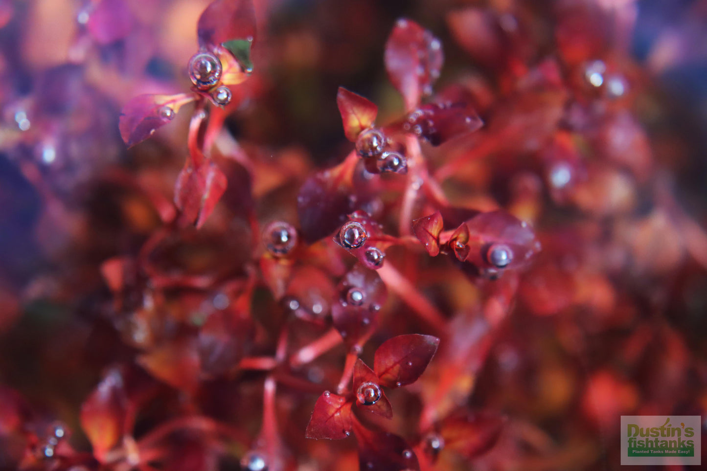 Ludwigia "Triple Red" Easy RED!