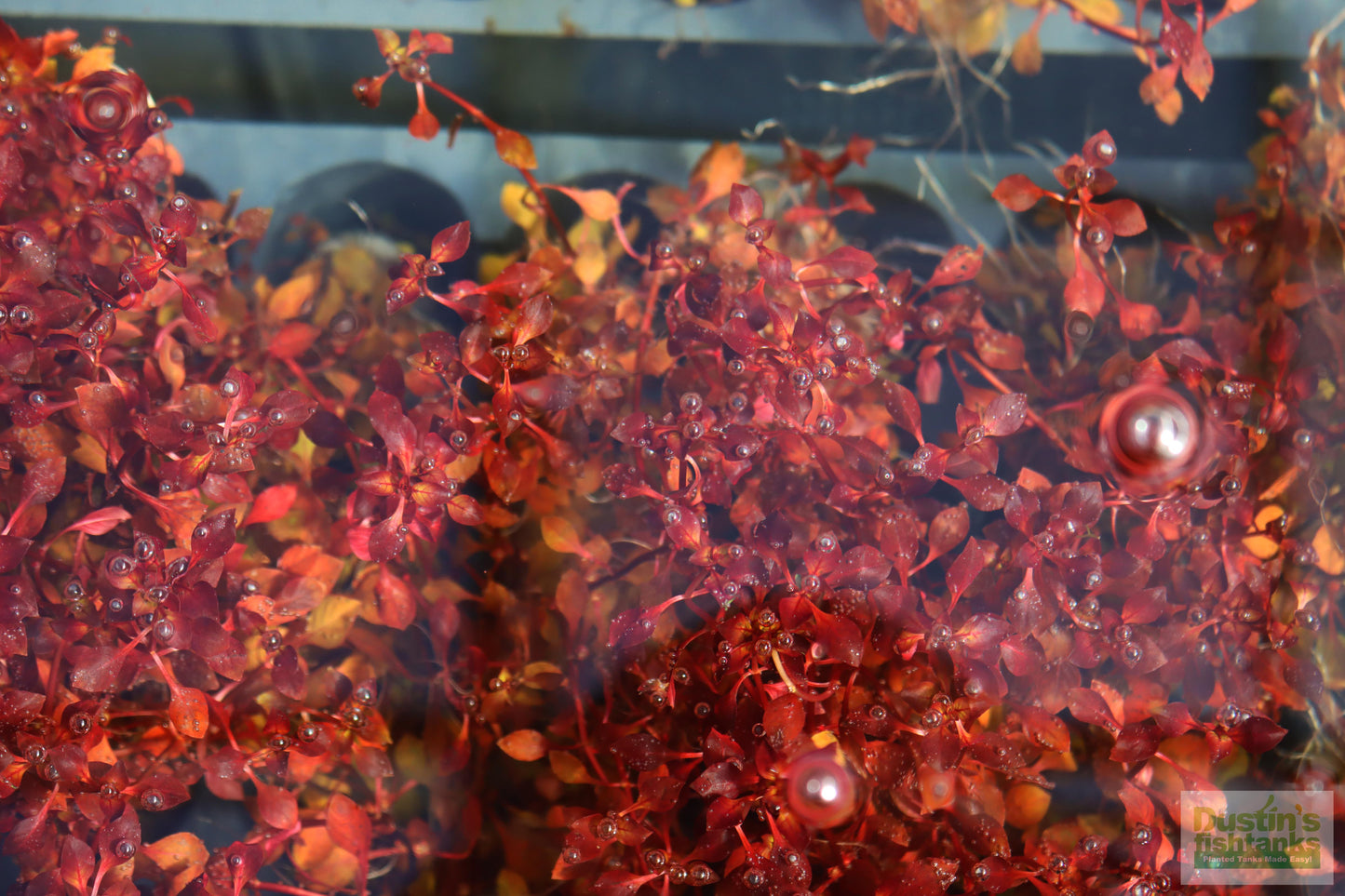 Ludwigia "Triple Red" Easy RED!