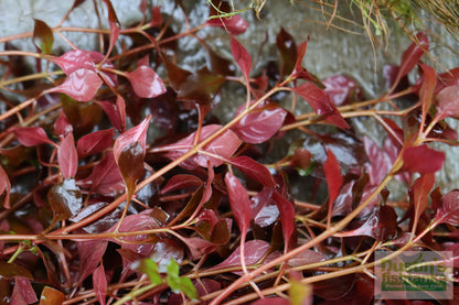 Ludwigia "Triple Red" Easy RED!