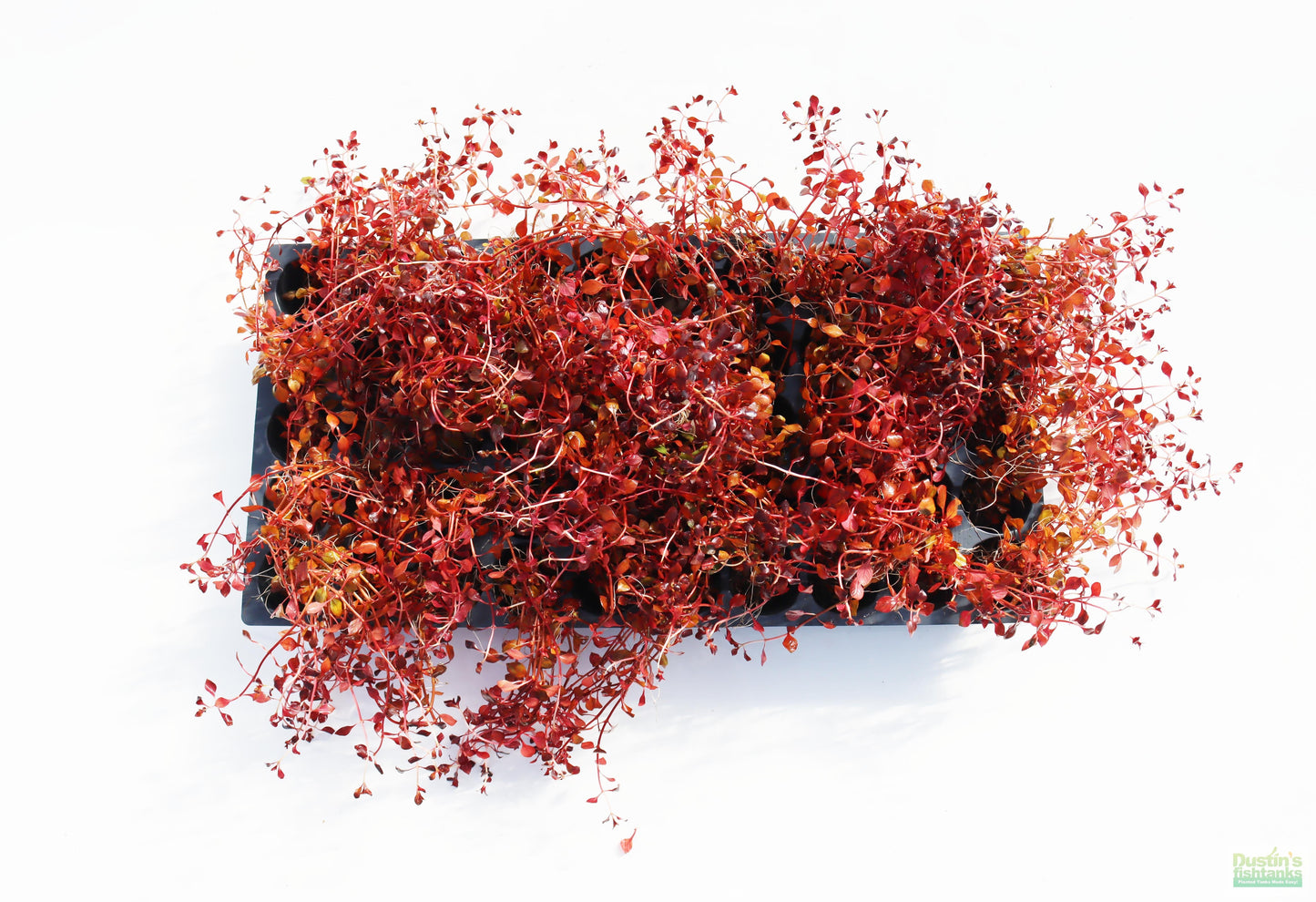 Ludwigia "Triple Red" Easy RED!