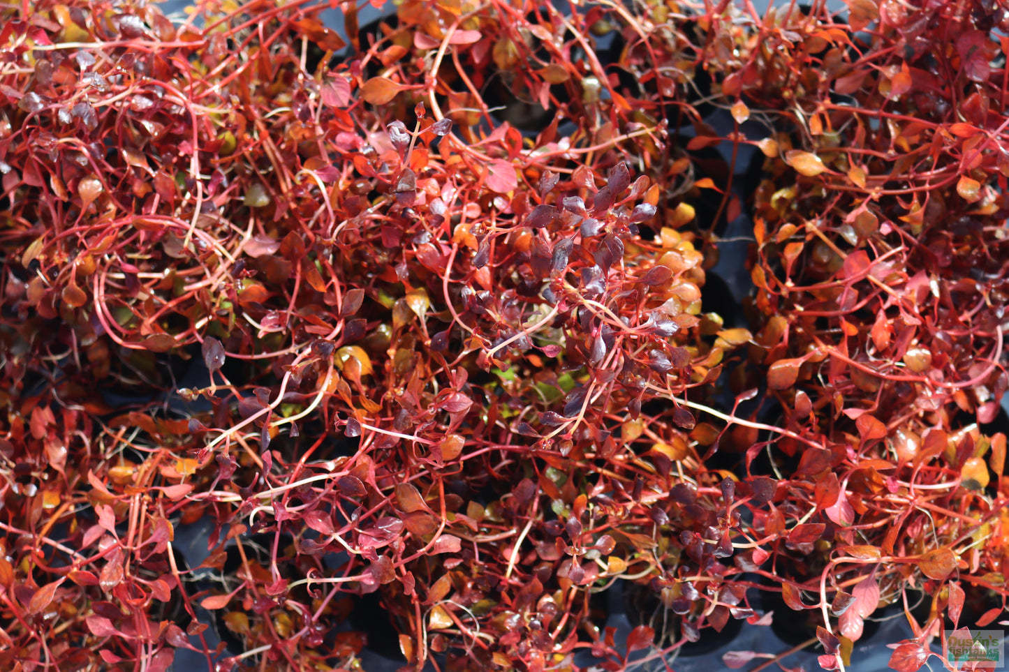 Ludwigia "Triple Red" Easy RED!
