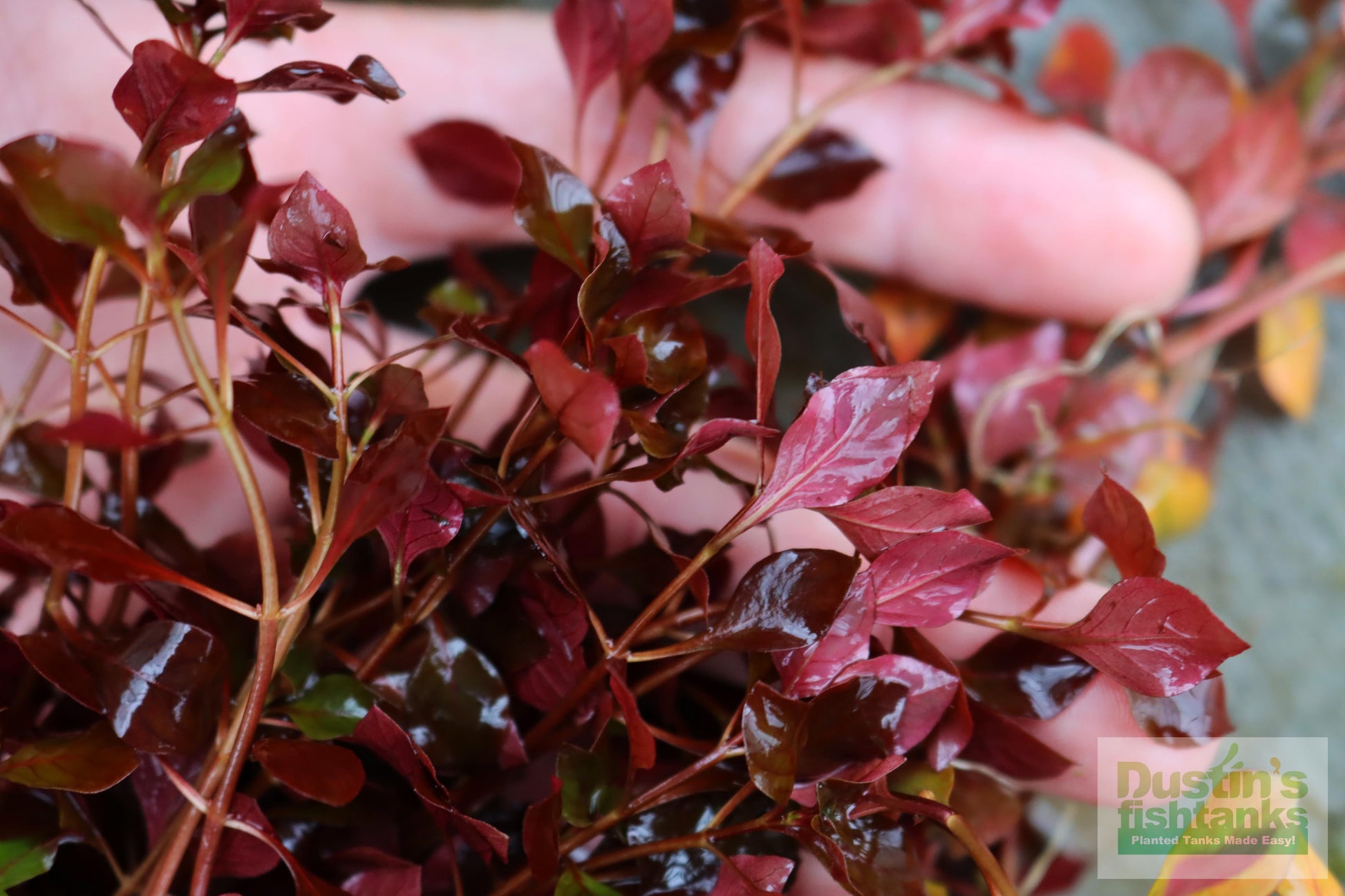 Ludwigia "Triple Red" Easy RED!