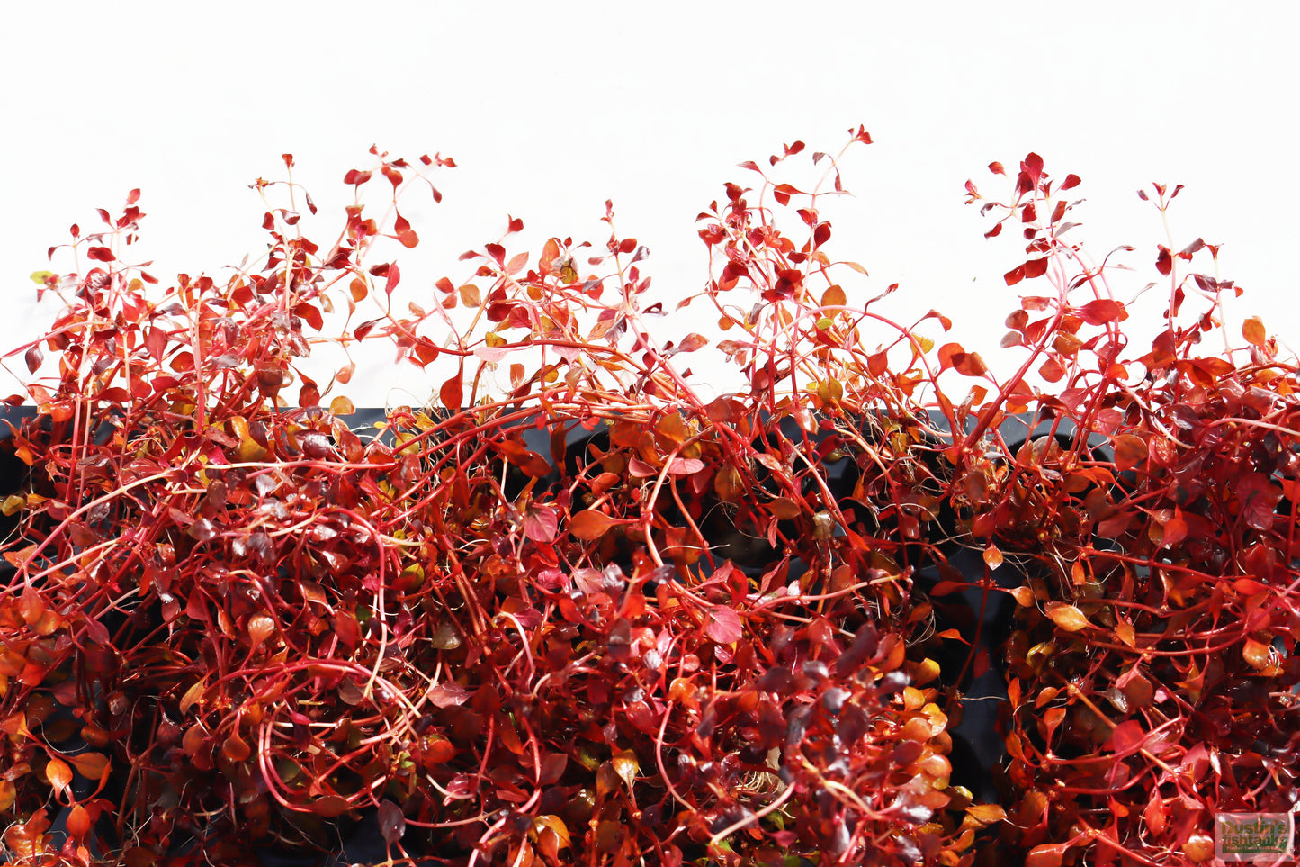 Ludwigia "Triple Red" Easy RED!