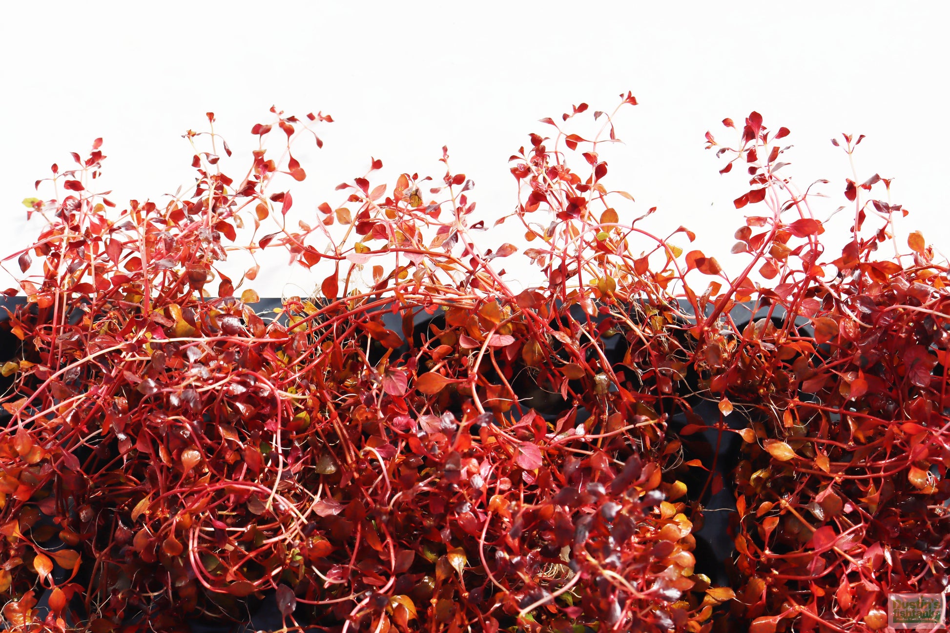 Ludwigia "Triple Red" Easy RED!