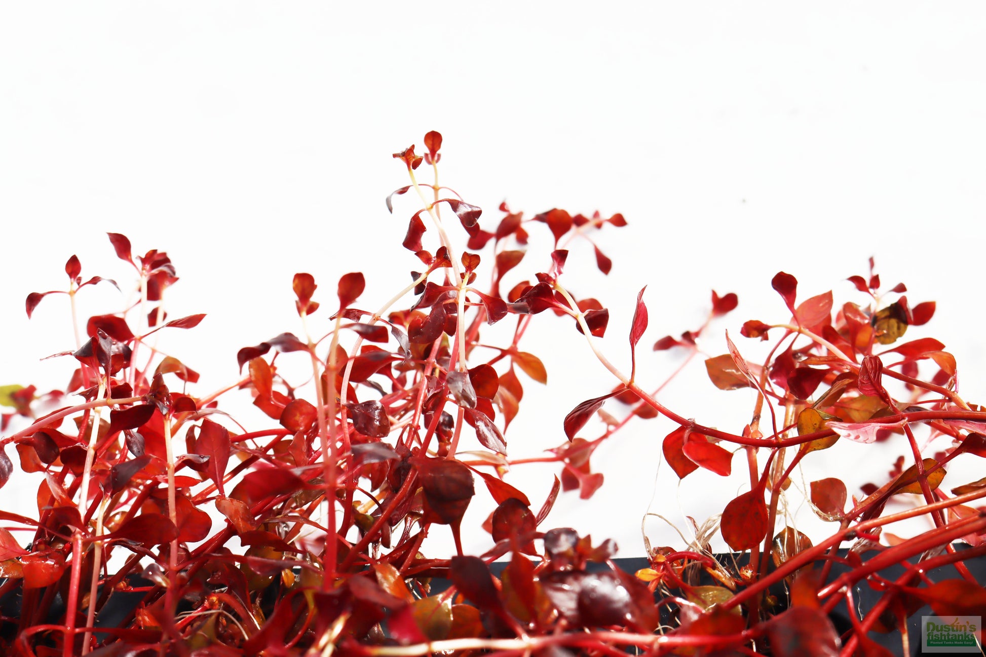 Ludwigia "Triple Red" Easy RED!