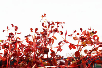 Ludwigia "Triple Red" Easy RED!