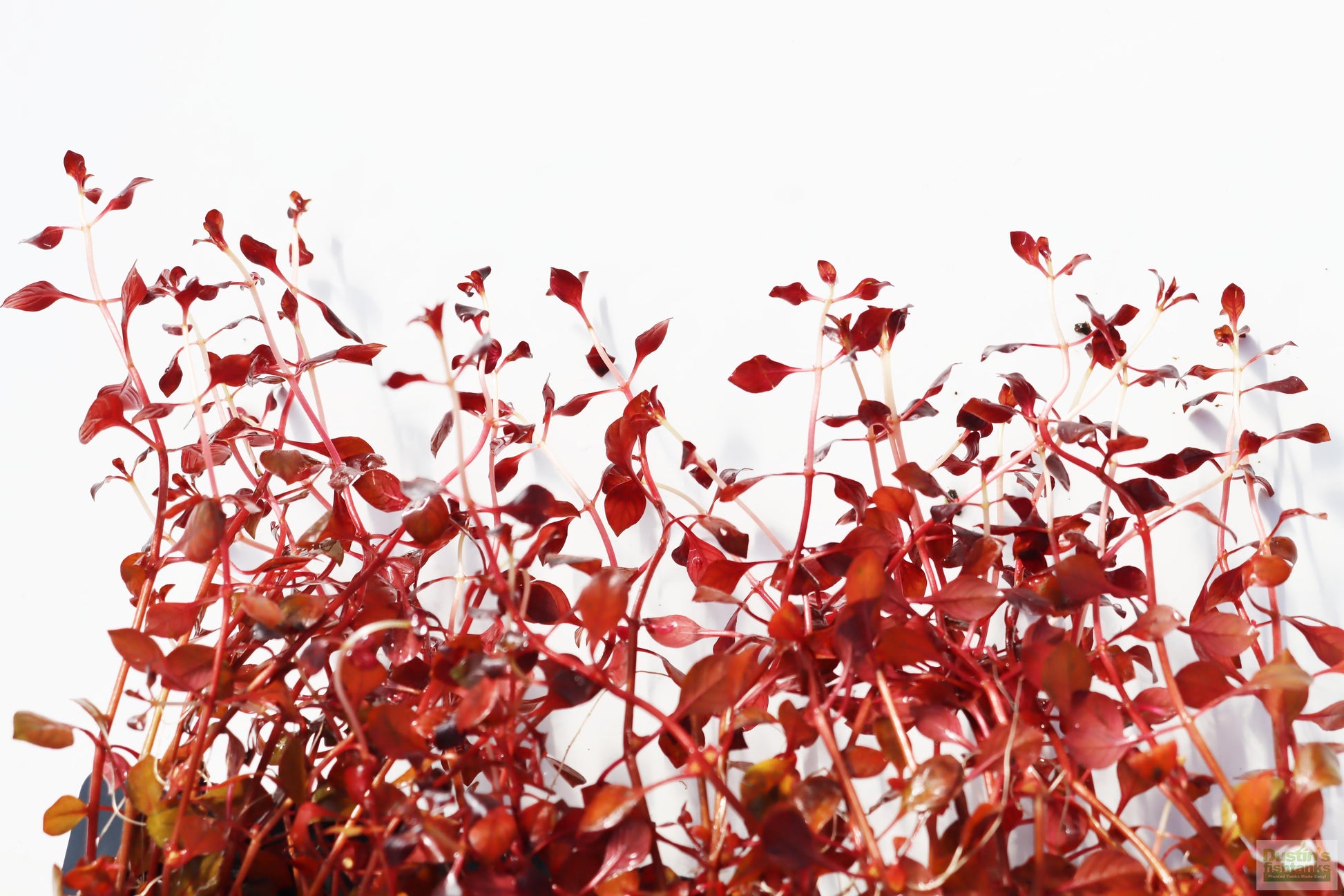 Ludwigia "Triple Red" Easy RED!