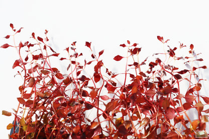 Ludwigia "Triple Red" Easy RED!